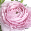 配花 | 成功洋牡丹樱花粉 商品缩略图4
