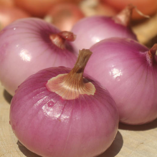 云南边境新鲜生态小洋葱紫皮洋葱5斤装 商品图4