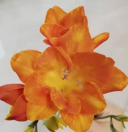 香雪兰黄白色，点击进入 商品图4