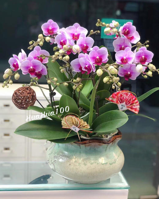 春风习习丨6株、8株粉色蝴蝶兰组盆 商品图3