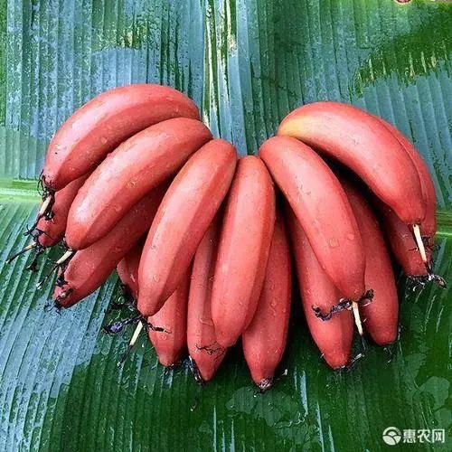 生态香蕉【产地直发】@阿戴哥 商品图1