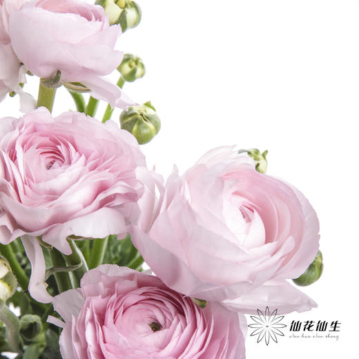 配花 | 成功洋牡丹樱花粉 商品图1