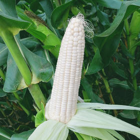 [庭院种子] 甜糯玉米种子 "和甜糯一号"