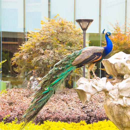 【安吉】君澜度假酒店！竹文化主题，孔雀园、海洋球、蹦床滑梯、挖掘机，孩子乐开花！ 商品图2