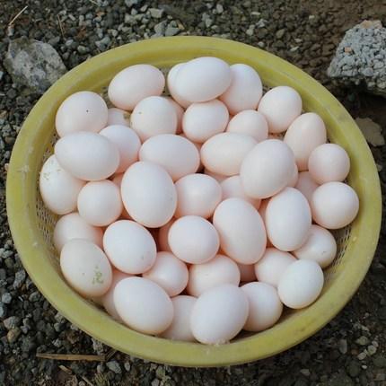 【农场散养鸽子蛋】刘伟家庭农场散养鸽子蛋，种蛋，幼儿，孕妇，体弱者食用。 商品图2