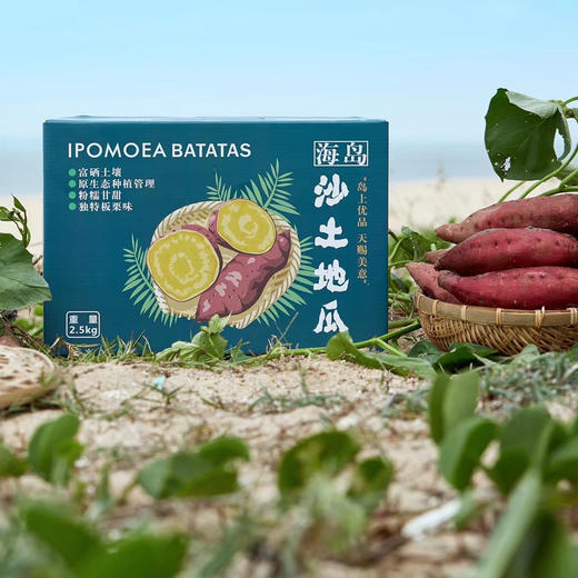 海南桥头—爱马仕板栗高糖地瓜 商品图2