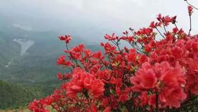 户外@【通天蜡烛】从化通天蜡烛，赏满山杜鹃花1天