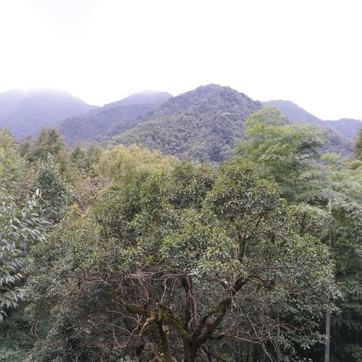 【天然蜂蜜】300g/玻璃罐 (野山花蜜/产自黄山深山/无添加） 商品图3