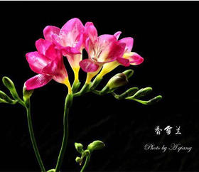 香雪兰黄白色，点击进入