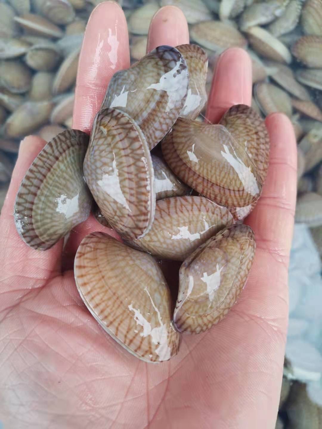 油甲，2斤，肉多无沙