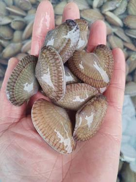 油甲，2斤，肉多无沙