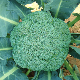 [庭院种子] 秋播西兰花种子 