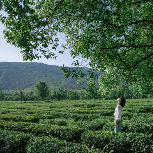 徒步苏州森林秘境旺山，走进最美乡村，遇见法式浪漫茶园（上海出发1日线） 商品图3