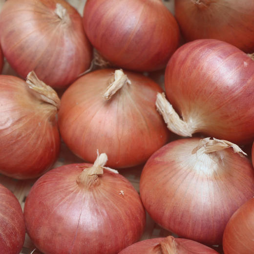 云南边境新鲜生态小洋葱紫皮洋葱5斤装 商品图3