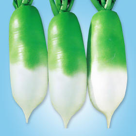 [庭院种子] 青首萝卜种子 "春白"