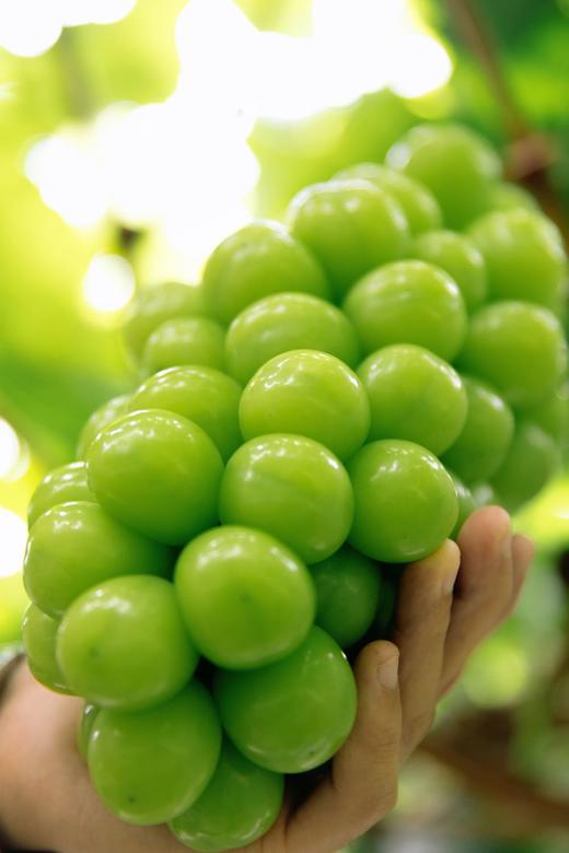 天晴葡萄认养进行中