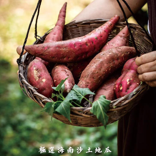海南桥头—爱马仕板栗高糖地瓜 商品图12