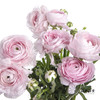 配花 | 成功洋牡丹樱花粉 商品缩略图0