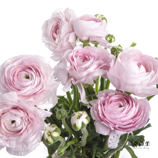 配花 | 成功洋牡丹樱花粉 商品图0