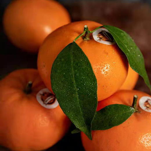 澳香橘 商品图2