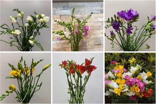 香雪兰黄白色，点击进入 商品图1