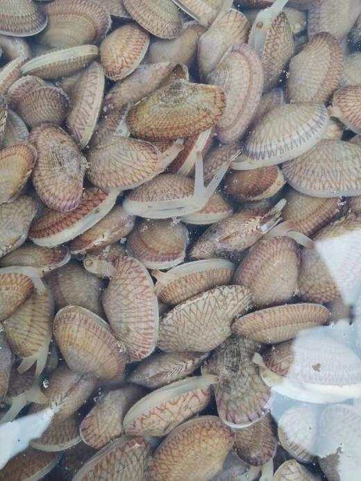 油甲，2斤，肉多无沙 商品图1