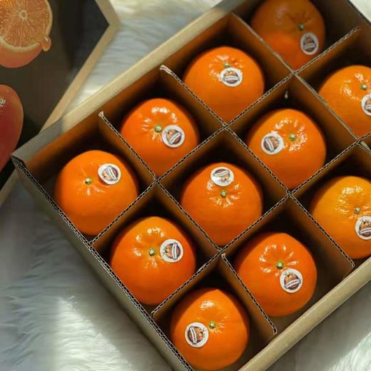 澳香橘——生长在“长寿之乡”的澳洲柑橘|来自大洋彼岸的味蕾 商品图0