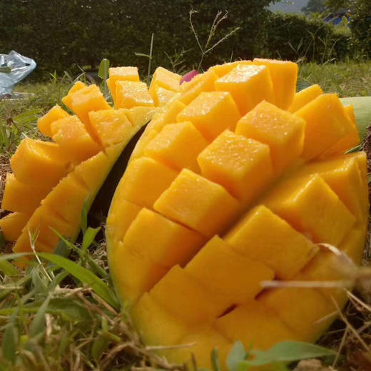 越南大青芒 新鲜青皮芒当季热带水果 商品图4