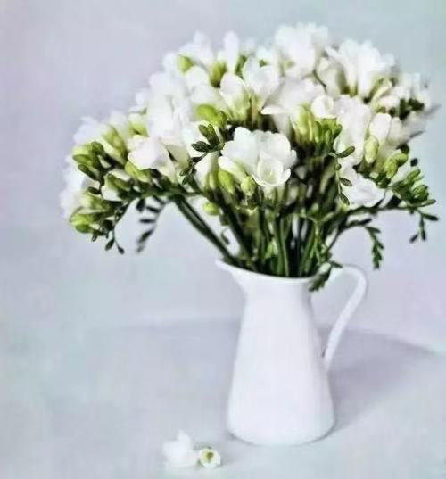 香雪兰黄白色，点击进入 商品图5