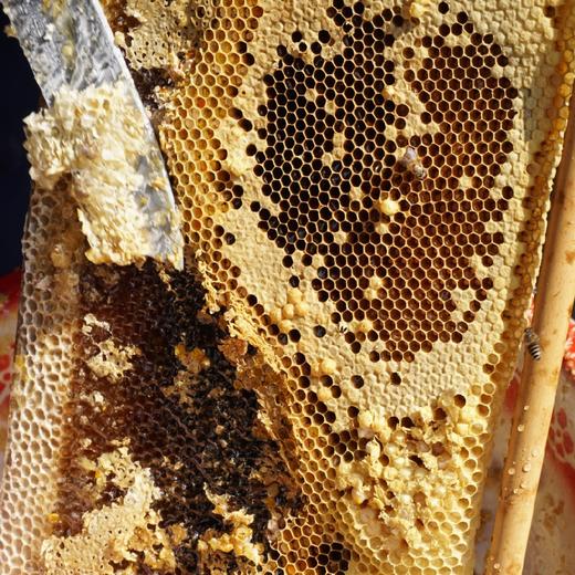 【天然蜂蜜】300g/玻璃罐 (野山花蜜/产自黄山深山/无添加） 商品图5