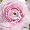 配花 | 成功洋牡丹樱花粉 商品缩略图5