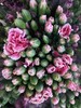 云南DT多头康乃馨-粉底白边-20枝 商品缩略图0