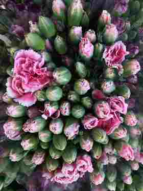 云南DT多头康乃馨-粉底白边-20枝