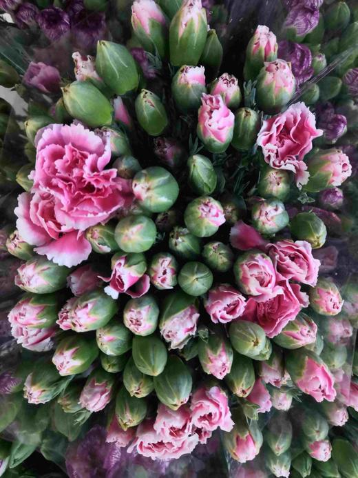 云南DT多头康乃馨-粉底白边-20枝 商品图0