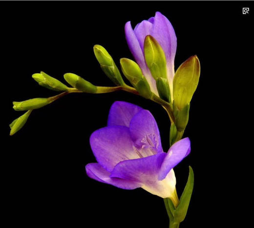 香雪兰黄白色，点击进入 商品图2