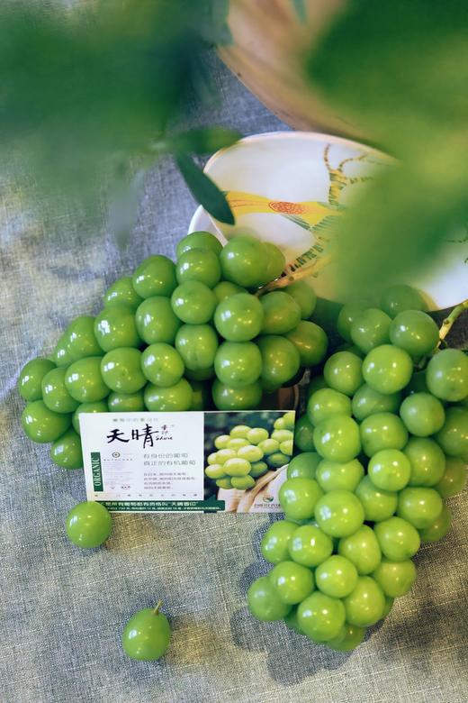 天晴葡萄认养进行中