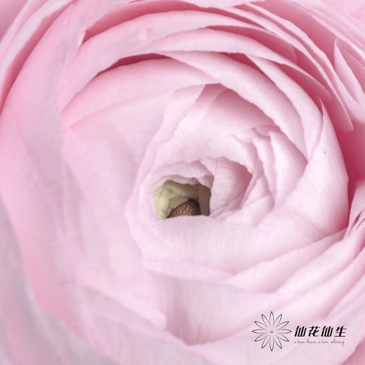 配花 | 成功洋牡丹樱花粉 商品图2