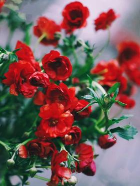 【周四秒杀】多头蝴蝶洋牡丹79.8元