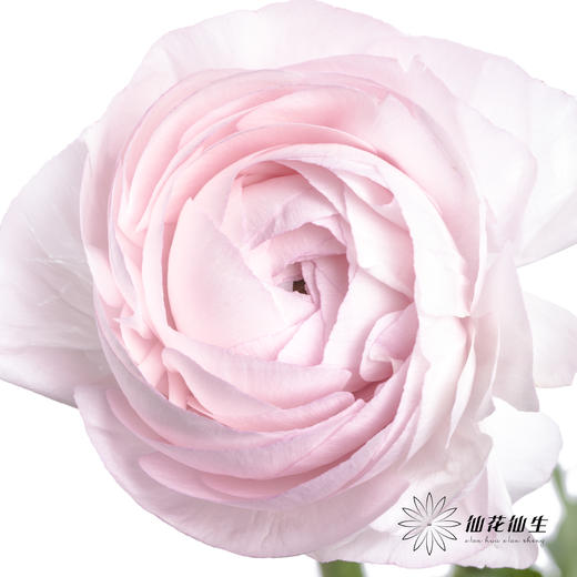 配花 | 成功洋牡丹樱花粉 商品图3