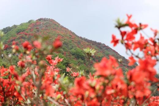 户外@【通天蜡烛】从化通天蜡烛，赏满山杜鹃花1天 商品图2