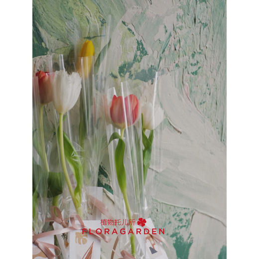 单支郁金香袋装（15枝起订） 商品图2