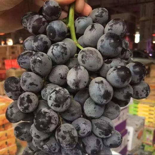 黑玫瑰葡萄 商品图1