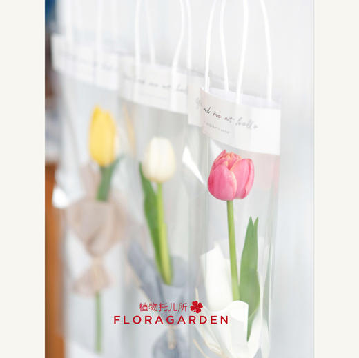 单支郁金香袋装（15枝起订） 商品图1