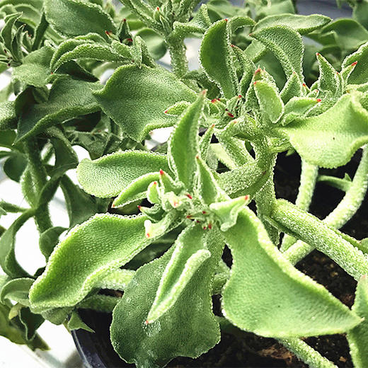 [专业种子] 冰草种子 商品图0