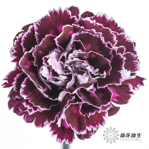 单头康乃馨 | 混色 商品图1