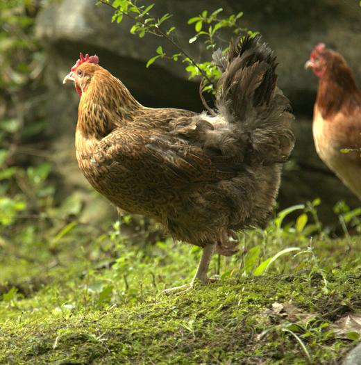 花秋土鸡老母鸡（跨年）【冷链配送】 商品图0