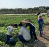 研学课程 | 农园活动 * Study course | Farm activities 商品缩略图0