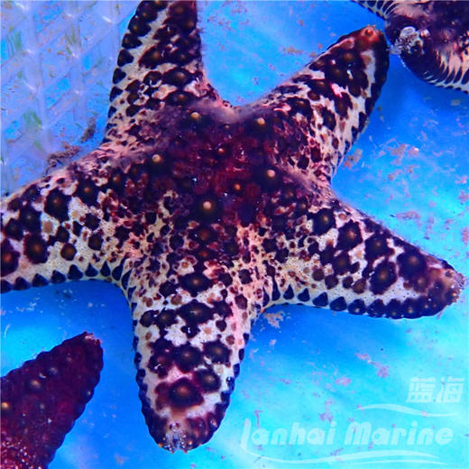 马代彩色朱古力星 商品图4