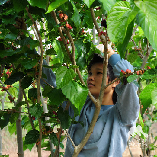 有机桑葚采摘预约 | 农园活动 *Organic mulberries picking | Farm activities 商品图4