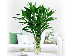 配叶-富贵竹-小-20枝